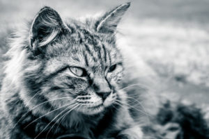 冷めた表情の猫